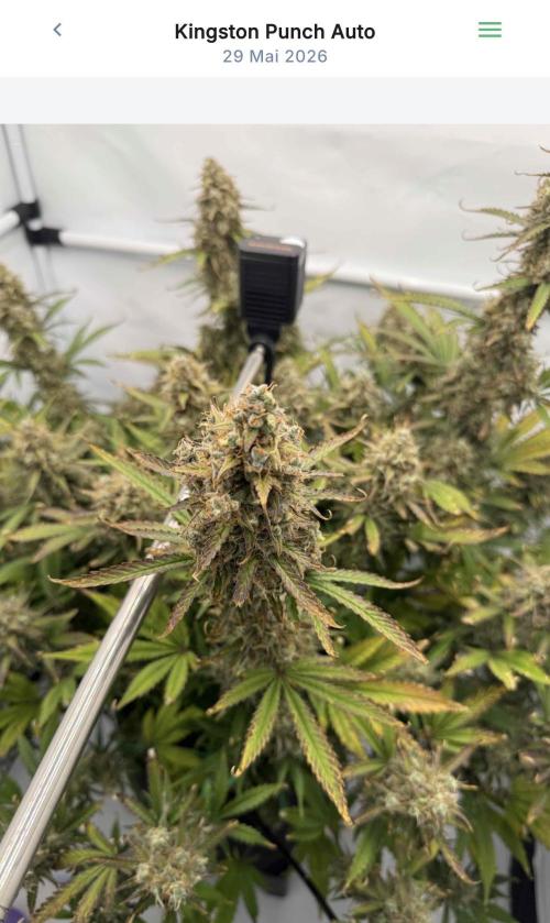 VoGrow‘s Autoflower Grow. Week 13