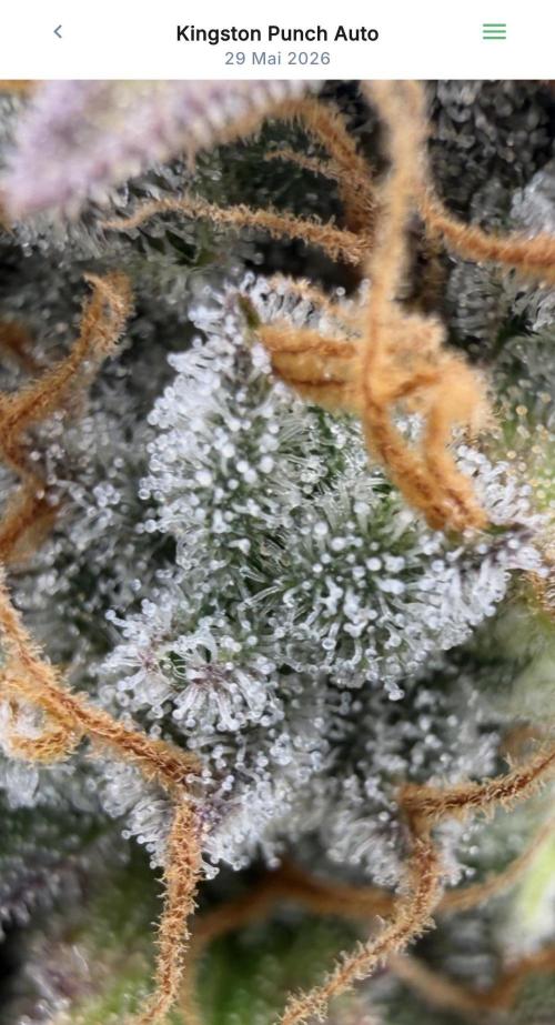 VoGrow‘s Autoflower Grow. Week 13
