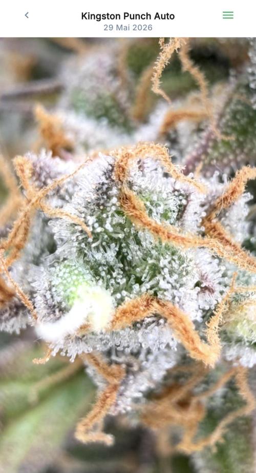 VoGrow‘s Autoflower Grow. Week 13
