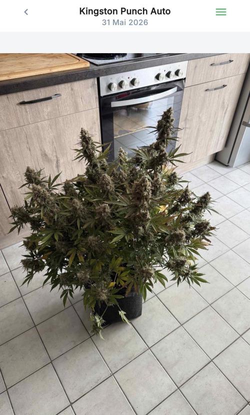 VoGrow‘s Autoflower Grow. Week 14