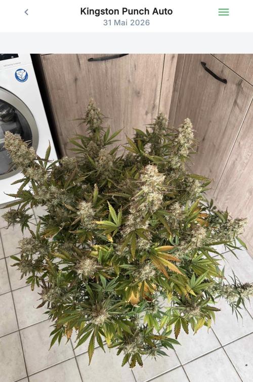 VoGrow‘s Autoflower Grow. Week 14