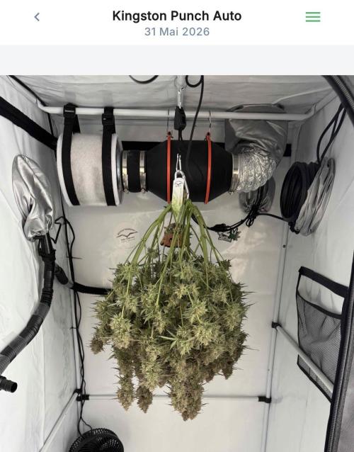 VoGrow‘s Autoflower Grow. Week 14