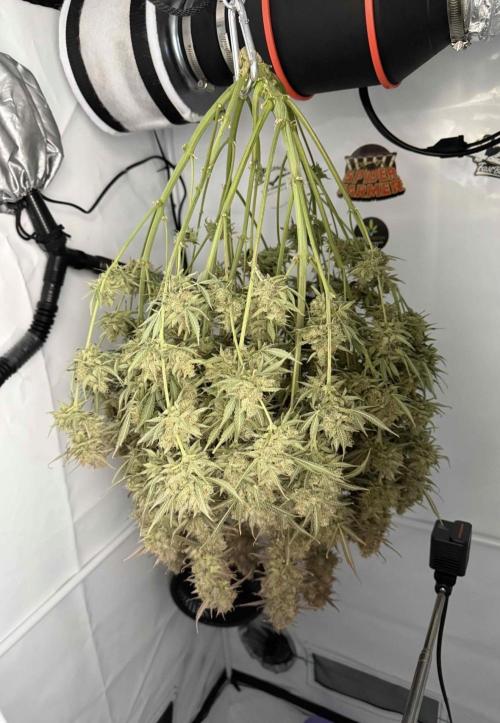 VoGrow‘s Autoflower Grow. Week 14