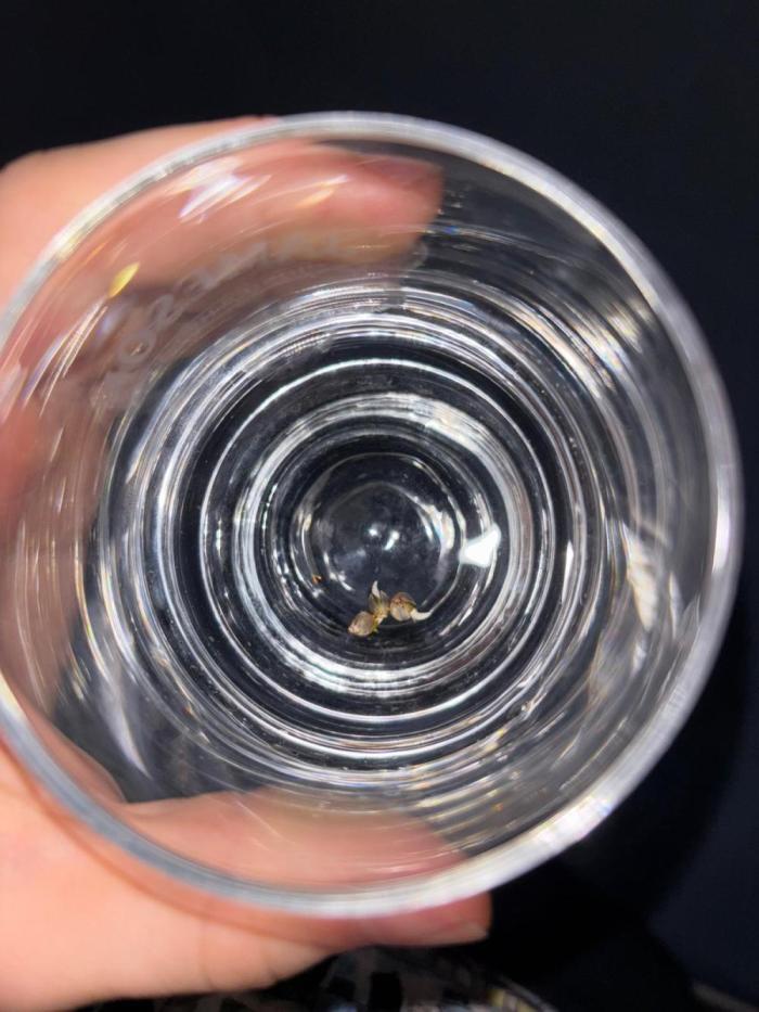 Auto Euforia. Week 0