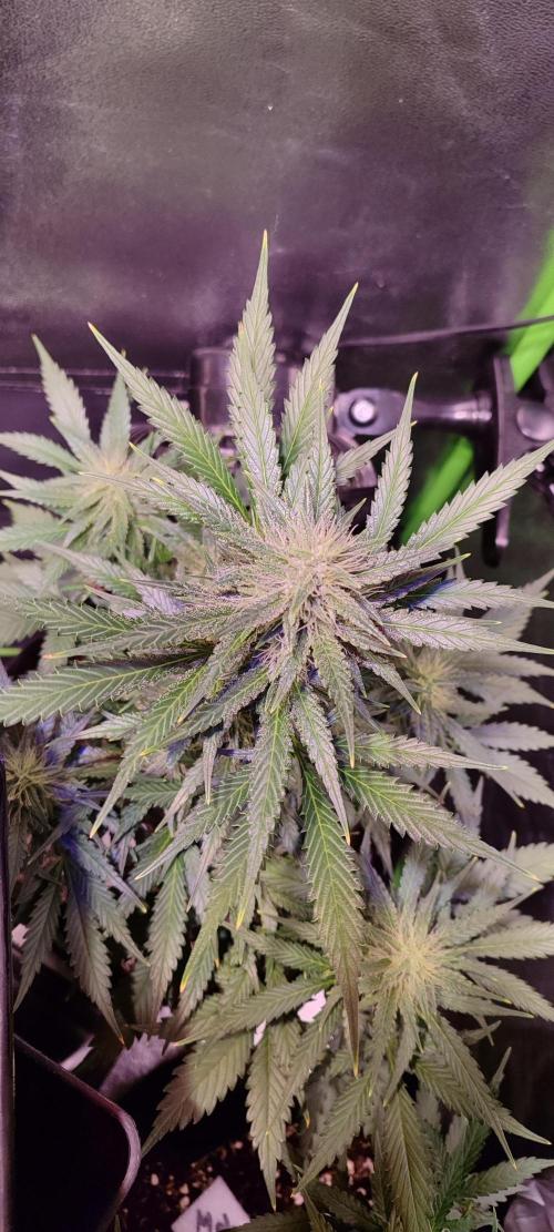 420 FastBuds Auto Run #1. Week 9