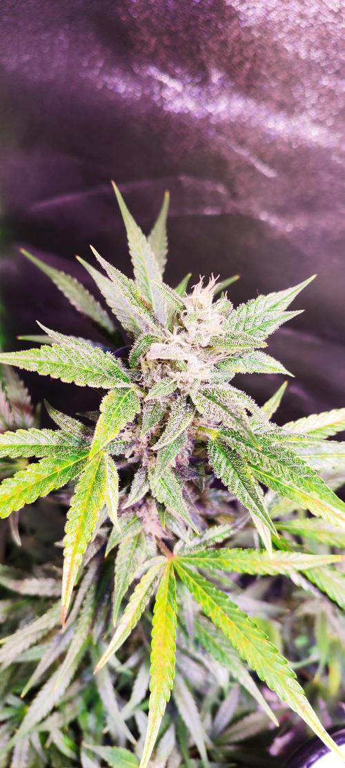 420 FastBuds Auto Run #1. Week 9