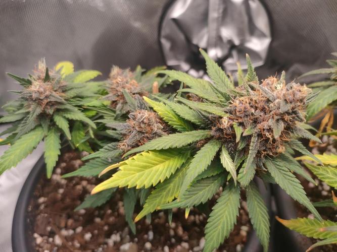 Grow Tent S3018 30"x18"x36". Week 0