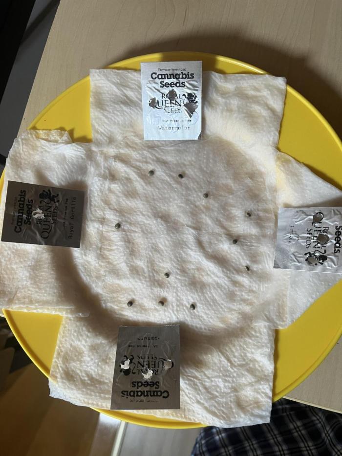 Erster RQS Grow - 01/26. Week 0 - Erster Eindruck der Seeds: 👍🏻