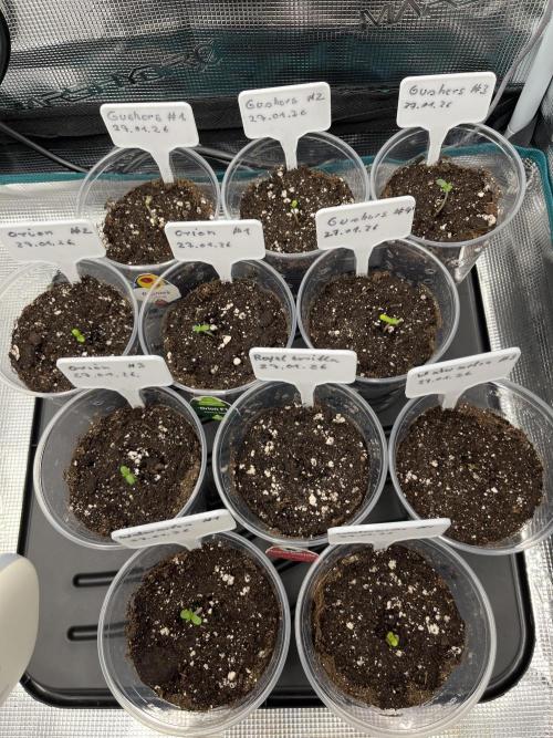 Erster RQS Grow - 01/26. Week 1 - 29.01.26 - fast alle haben den Kopf schon aus der Erde.