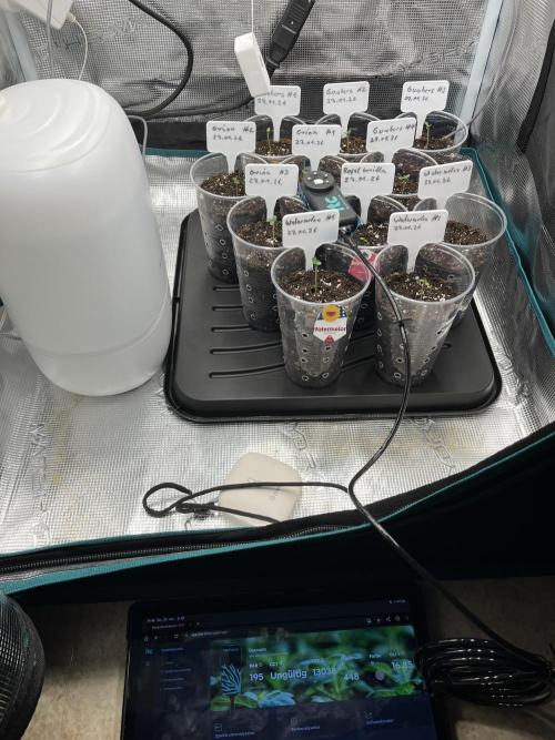 Erster RQS Grow - 01/26. Week 1 - Lichtmessung der Mars Hydro 150w bei 25%