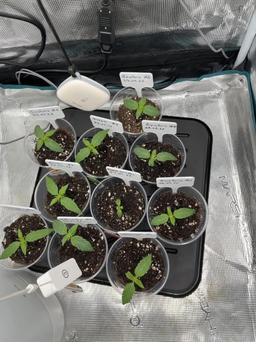 Erster RQS Grow - 01/26. Week 2 - 05.02.26:
- 1 Watermelon entfernt.
- Royal Gorilla sieht nicht gut aus.