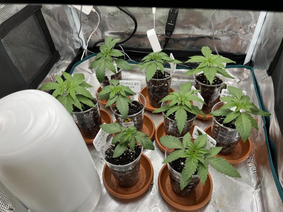 Erster RQS Grow - 01/26. Week 3 - 11.02.2026