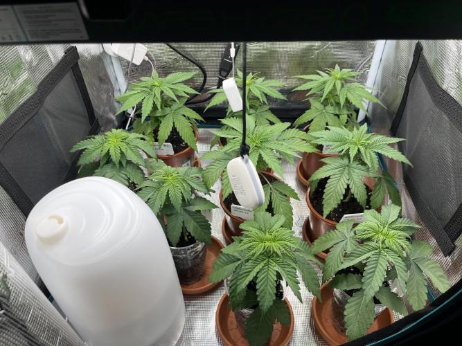 Erster RQS Grow - 01/26. Week 4 - 18.02.26