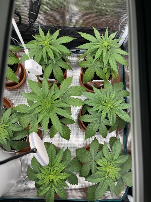 Erster RQS Grow - 01/26. Week 4 - 18.02.26