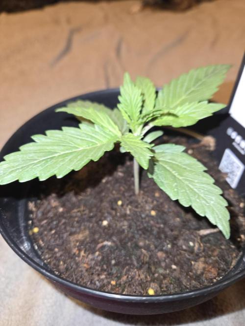 Gorilla zkittles. Week 0