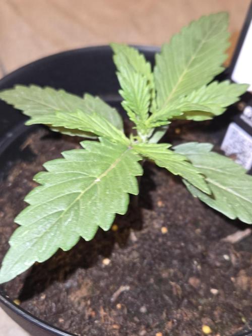 Gorilla zkittles. Week 0