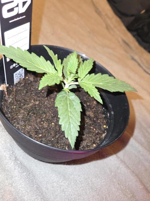 Gorilla zkittles. Week 0