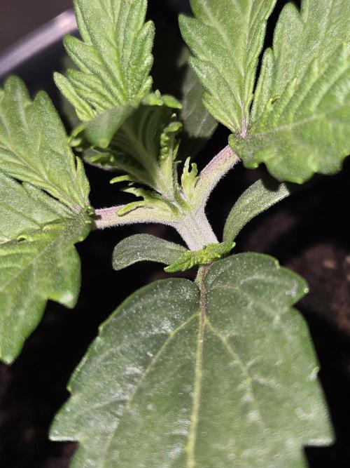 Gorilla zkittles. Week 0