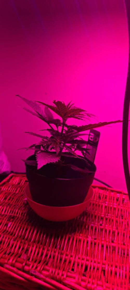 Gorilla zkittles. Week 2