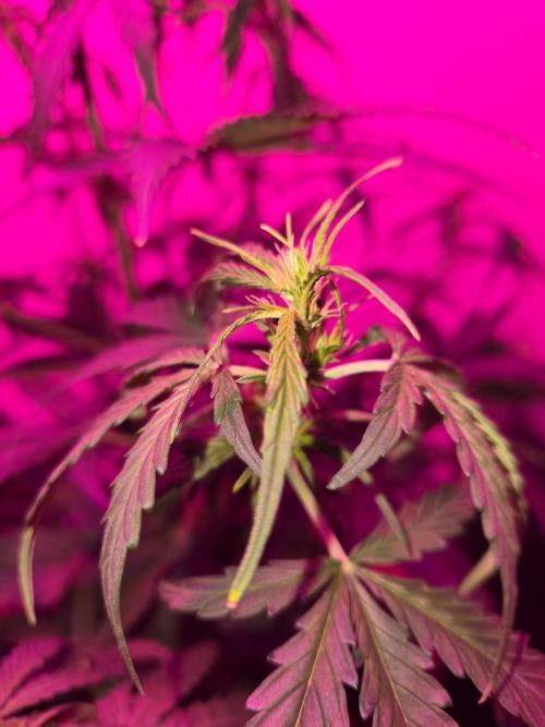 Gorilla zkittles. Week 5