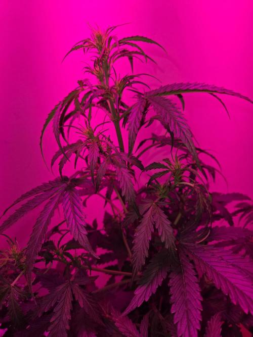 Gorilla zkittles. Week 5