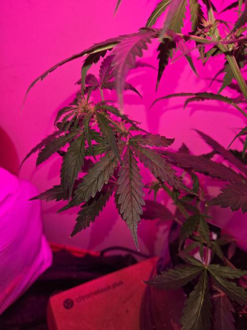 Gorilla zkittles. Week 5