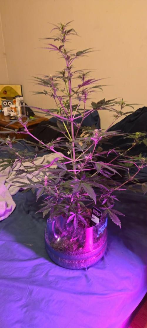 Gorilla zkittles. Week 6