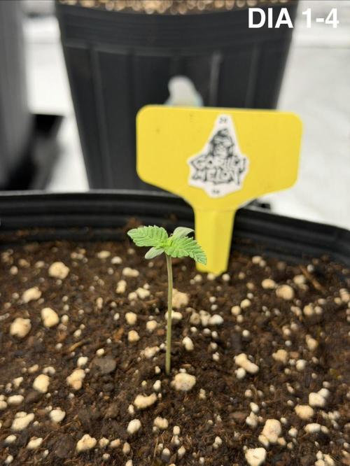 Cultivando FastBuds no Inverno BR ❄️🇧🇷. Week 0