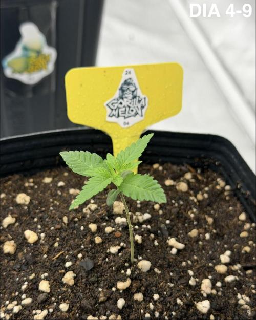 Cultivando FastBuds no Inverno BR ❄️🇧🇷. Week 0 - Na primeira semana se mostrou vigorosa, temperatura baixa e lâmpada a 10%