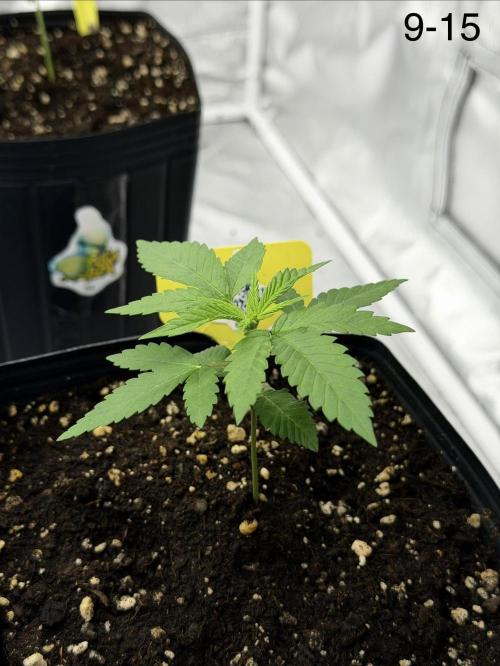 Cultivando FastBuds no Inverno BR ❄️🇧🇷. Week 1 - No dia 15 estávamos indo pro terceiro nó onde seria feito a poda top.