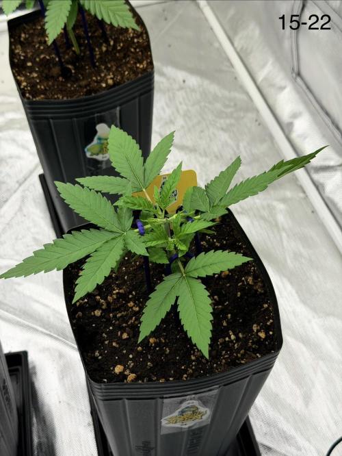 Cultivando FastBuds no Inverno BR ❄️🇧🇷. Week 4