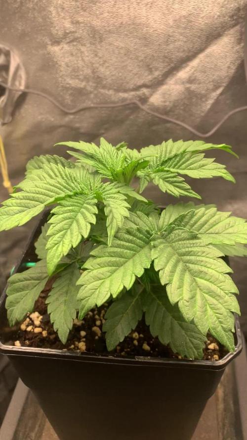 Zillons barney’s farm