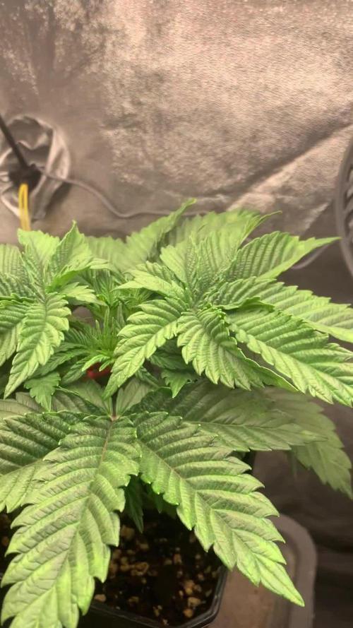 Zillons barney’s farm