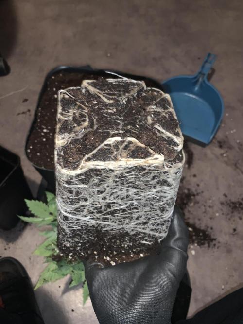 Zillons barney’s farm. Week 4