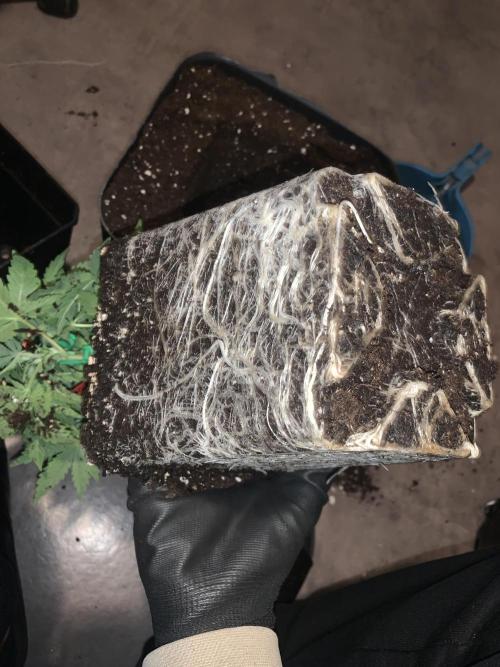 Zillons barney’s farm. Week 4