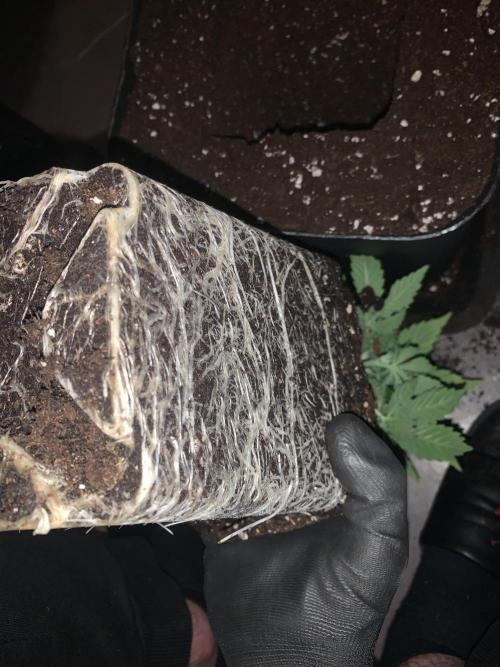 Zillons barney’s farm. Week 4