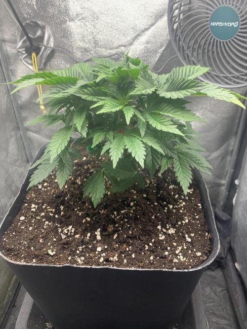 Zillons barney’s farm. Week 4