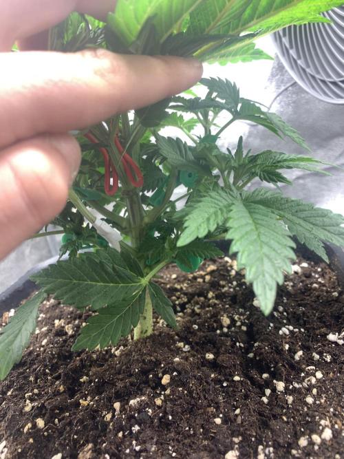 Zillons barney’s farm. Week 4