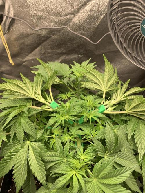 Zillons barney’s farm. Week 5