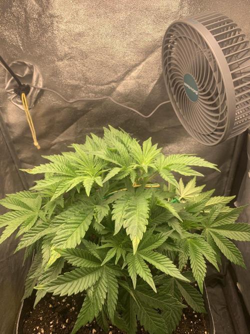 Zillons barney’s farm. Week 5