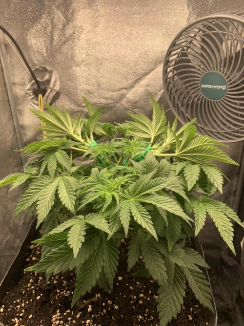 Zillons barney’s farm. Week 5