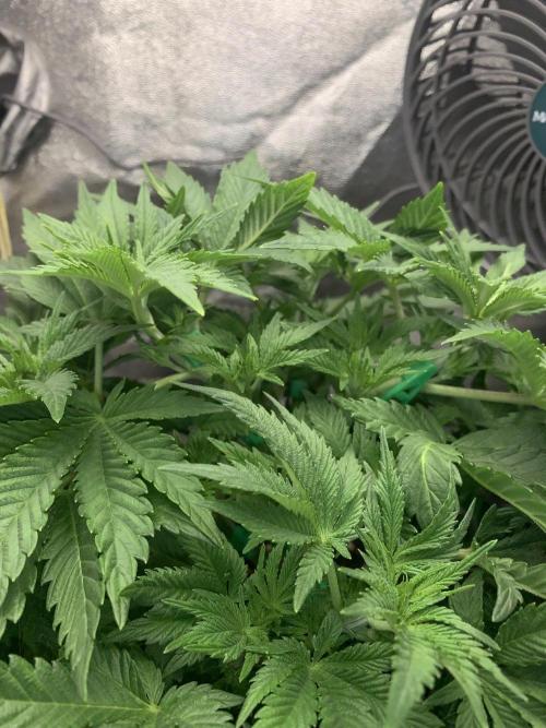 Zillons barney’s farm. Week 5