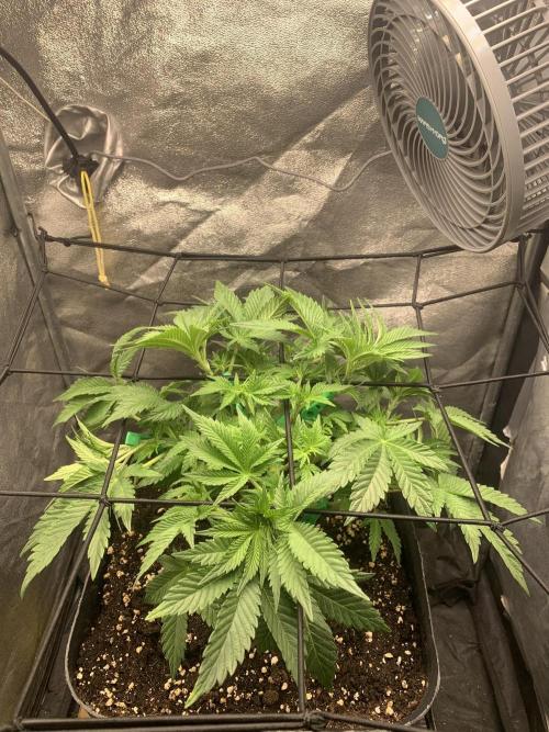 Zillons barney’s farm. Week 6