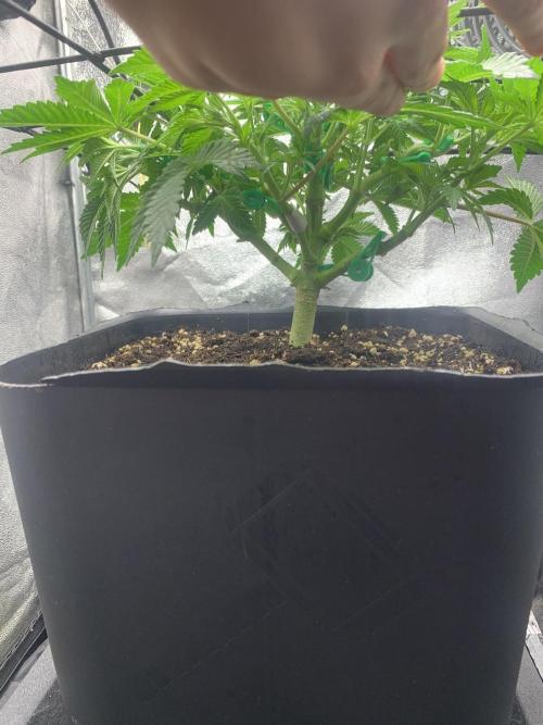 Zillons barney’s farm. Week 6