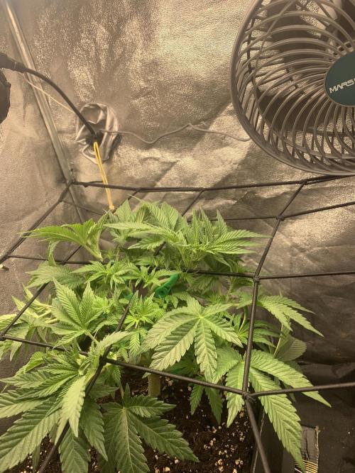 Zillons barney’s farm. Week 6