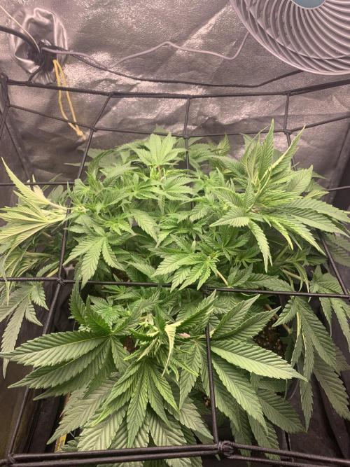 Zillons barney’s farm. Week 6