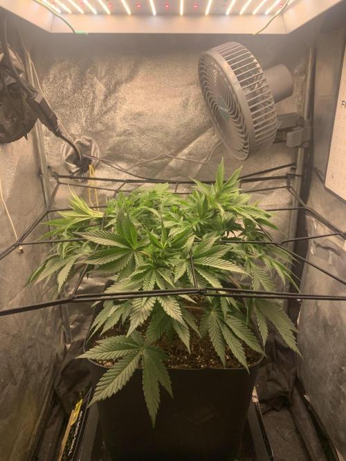 Zillons barney’s farm. Week 6