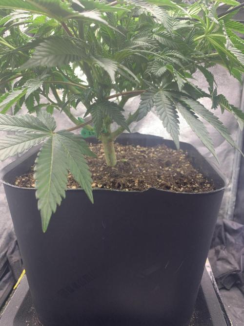 Zillons barney’s farm. Week 6