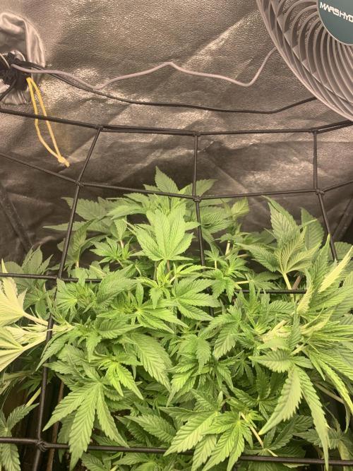 Zillons barney’s farm. Week 6