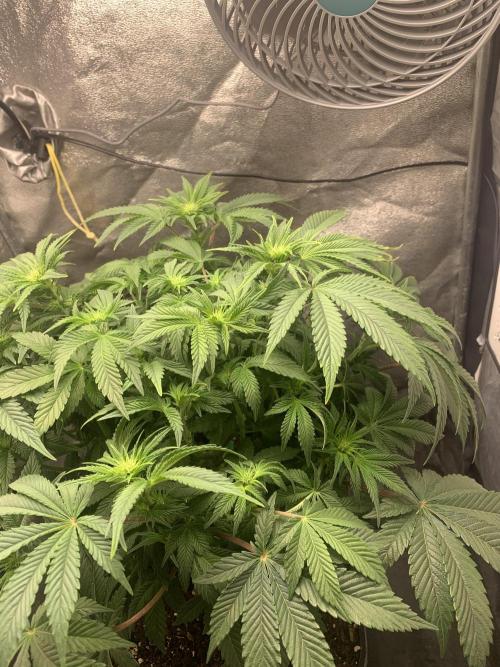 Zillons barney’s farm. Week 7